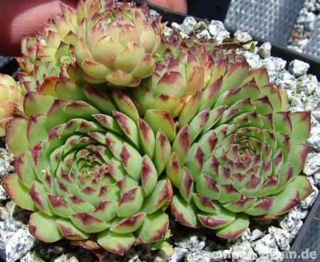tectorum from Benasque