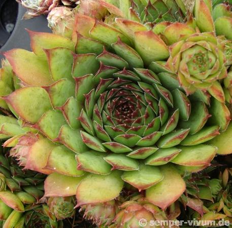 tectorum from Bodio-Cauco