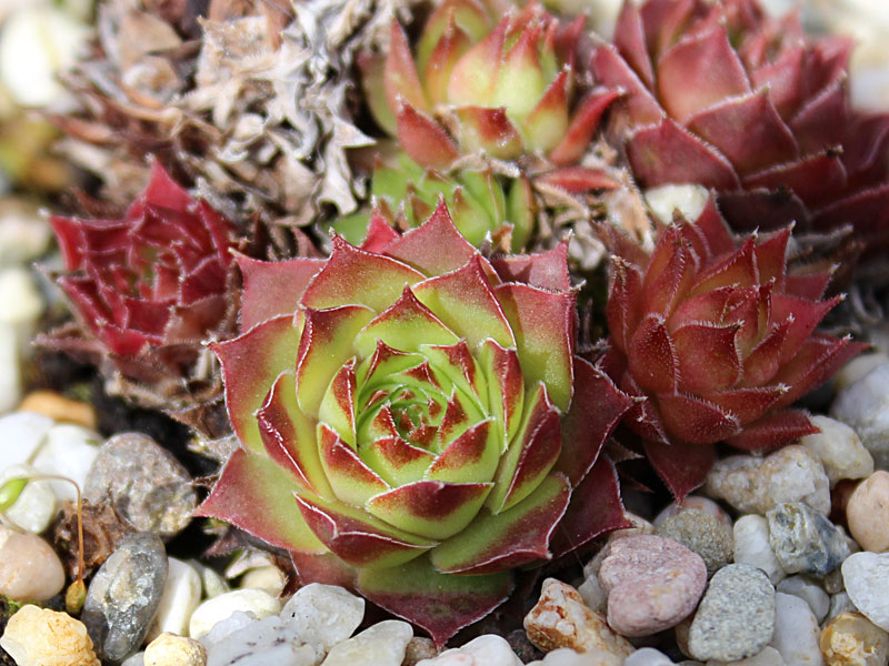 tectorum from Cascade de la Pisse