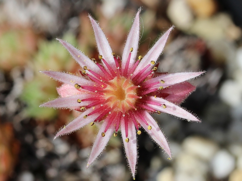 tectorum from Cascade de la Pisse