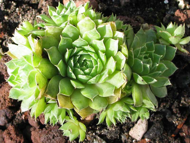 tectorum from Cascade de la Pisse