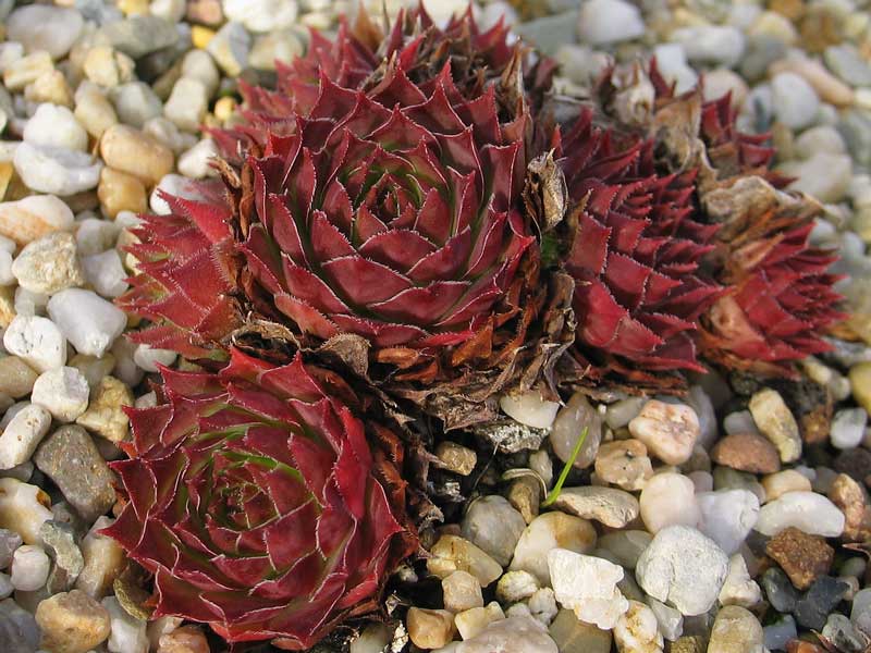 tectorum from Cascade de la Pisse