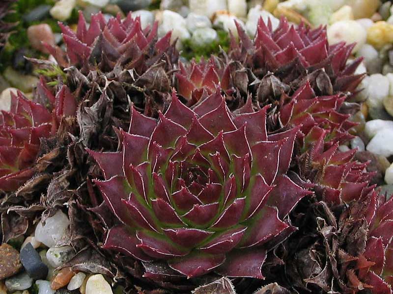 tectorum from Cascade de la Pisse