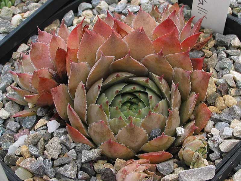 tectorum from Centovalli
