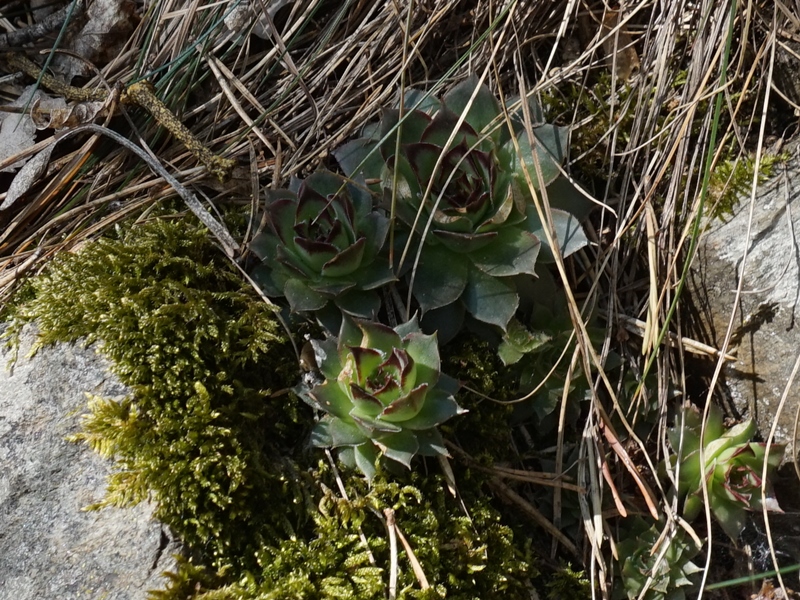 tectorum from Eisacktal, Keschtnweg