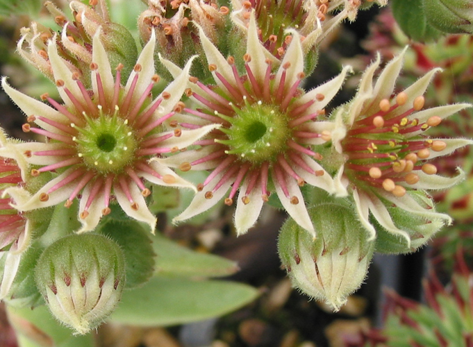 tectorum from "Eporn"