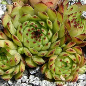 tectorum from Farrera