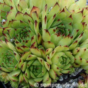 tectorum from Farrera
