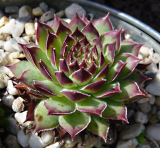 tectorum from Goldrain