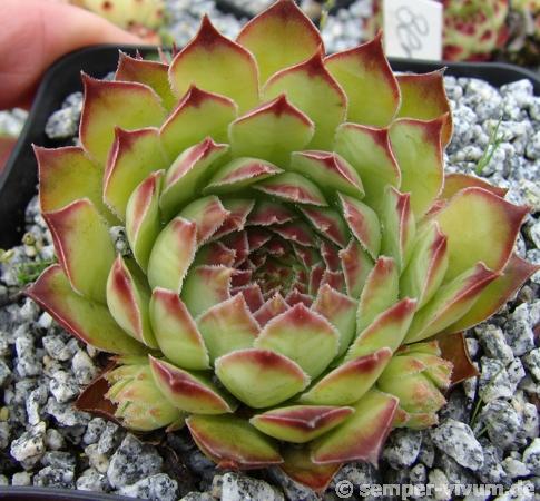 tectorum from Goldrain