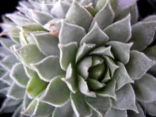 tectorum from Goldrain