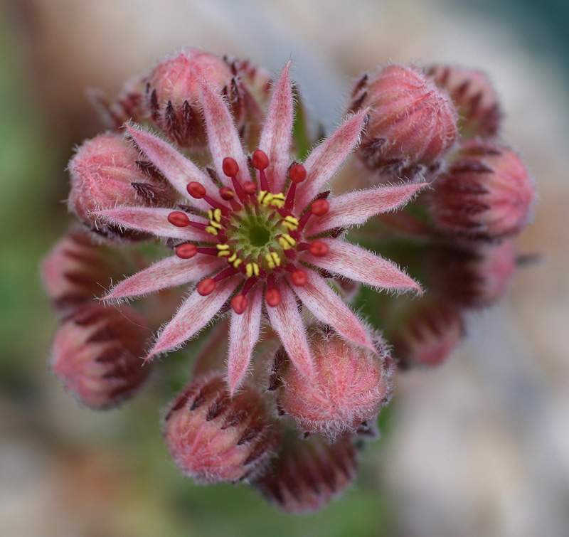 tectorum from Goldrain