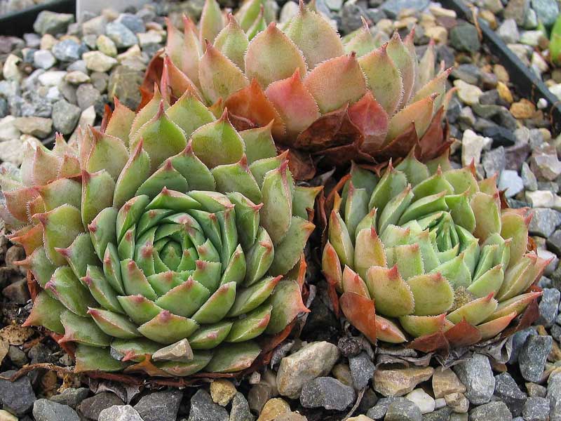 tectorum from Grauson