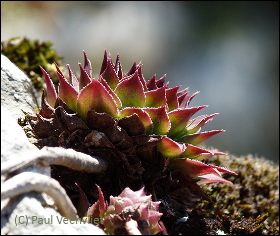 tectorum from Kubed