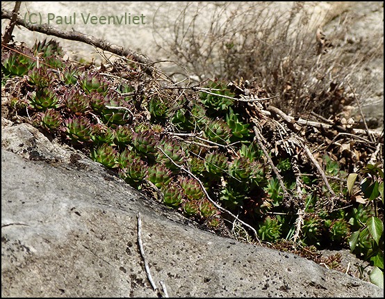 tectorum from Kubed