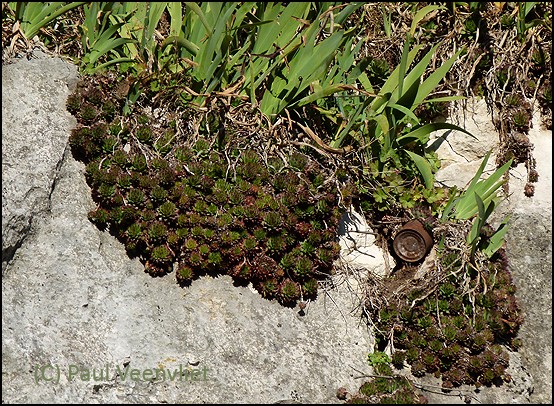 tectorum from Kubed