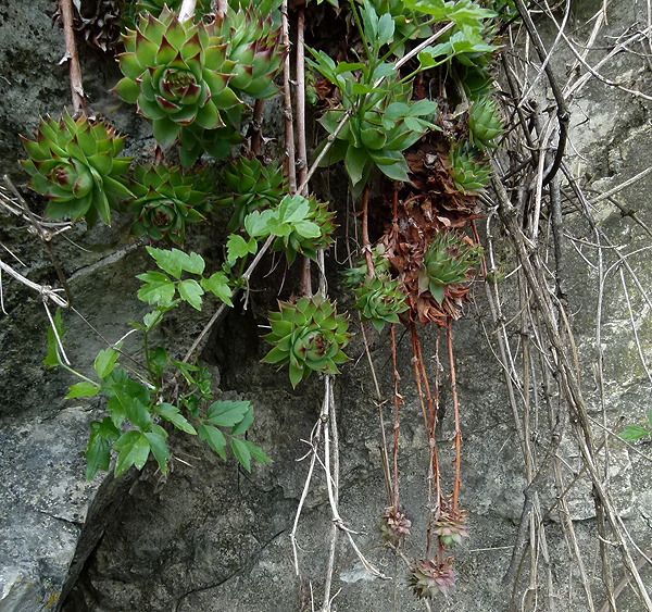 tectorum from Kubed