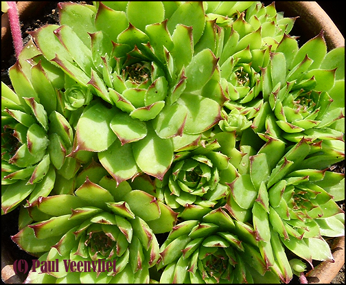 tectorum from Kubed