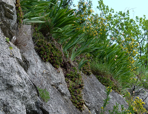 tectorum from Kubed