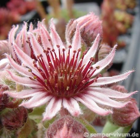 tectorum from La Tournette