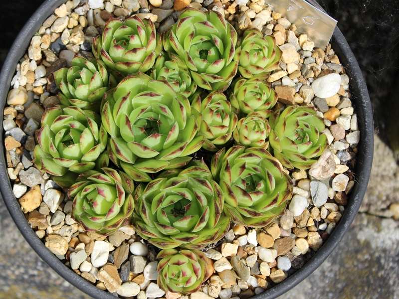 tectorum from Leiferer