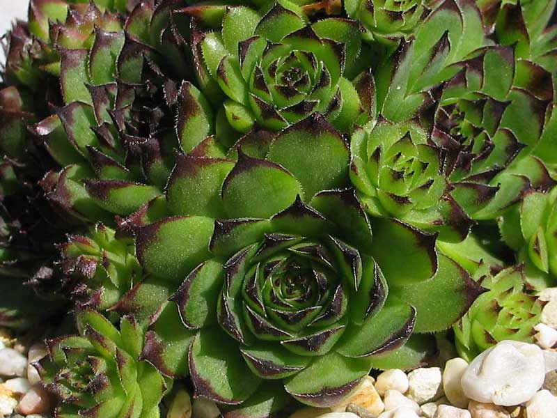 tectorum from Marchastel