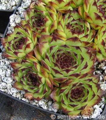 tectorum from Marchastel