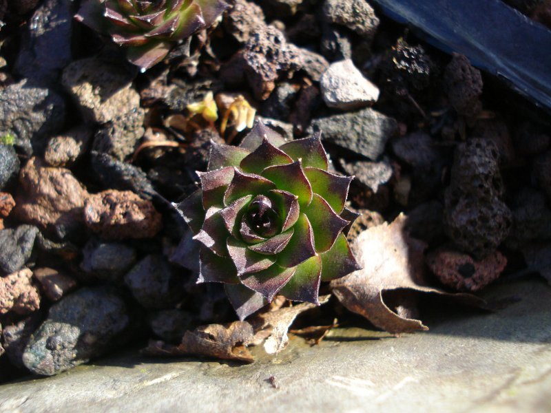 tectorum from Marchastel