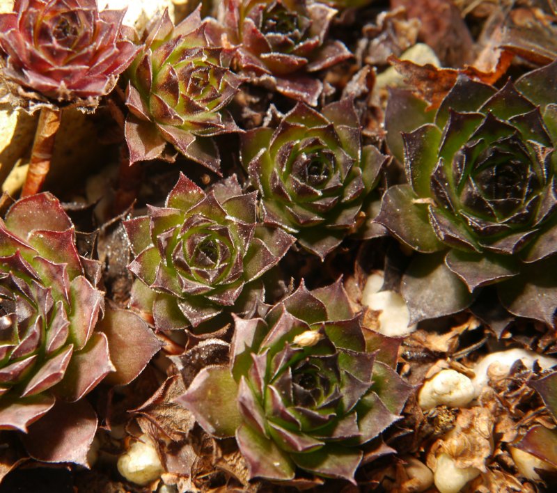 tectorum from Marchastel