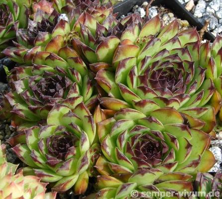 tectorum from Marchastel
