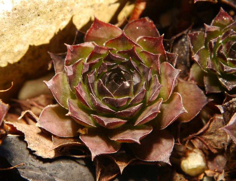 tectorum from Marchastel
