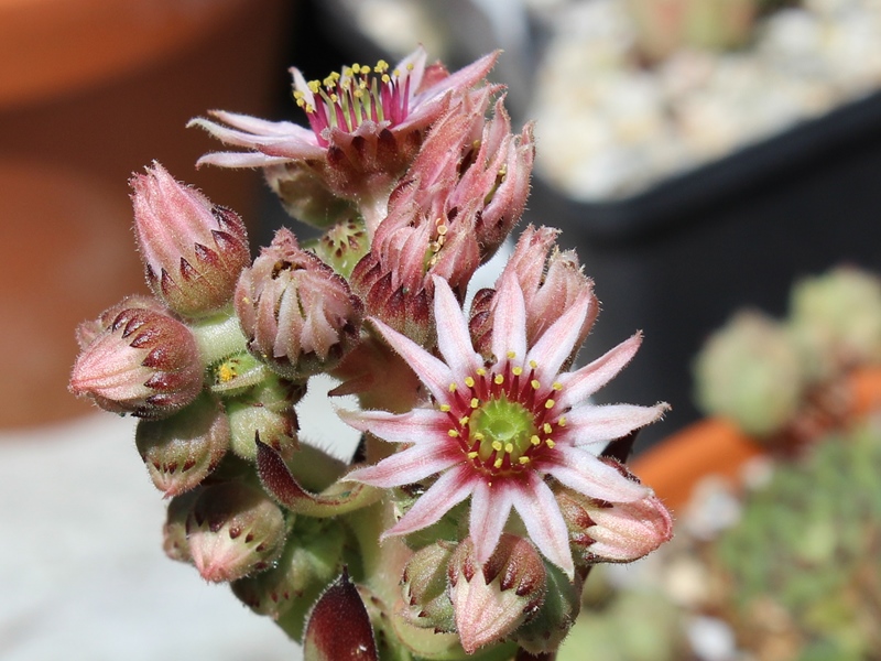 tectorum from Marchastel