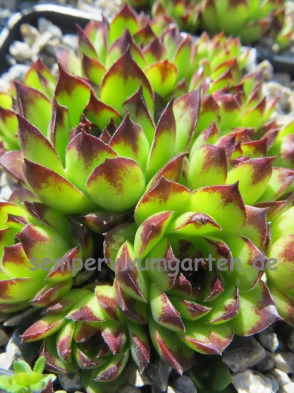 tectorum from Marchastel