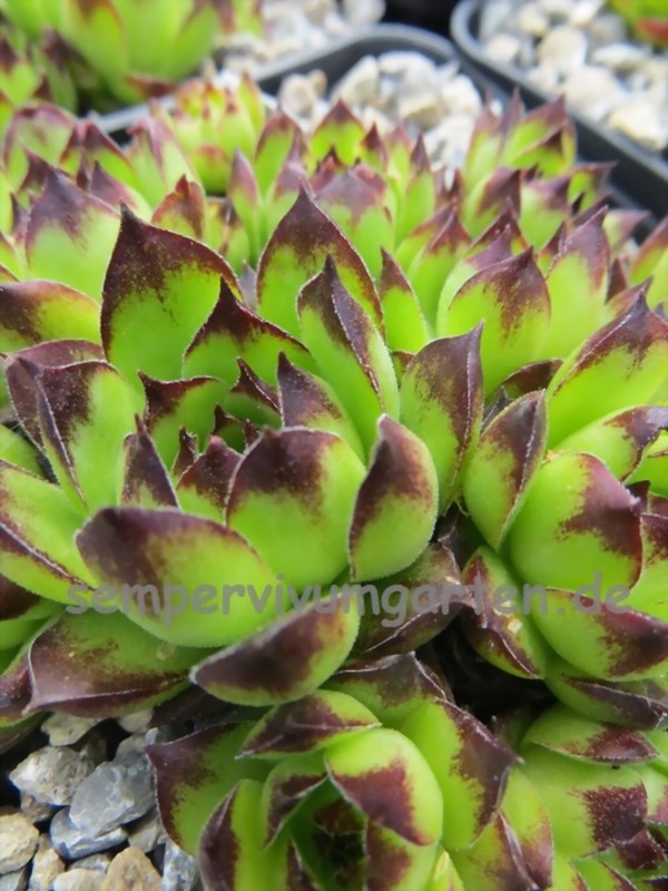 tectorum from Marchastel
