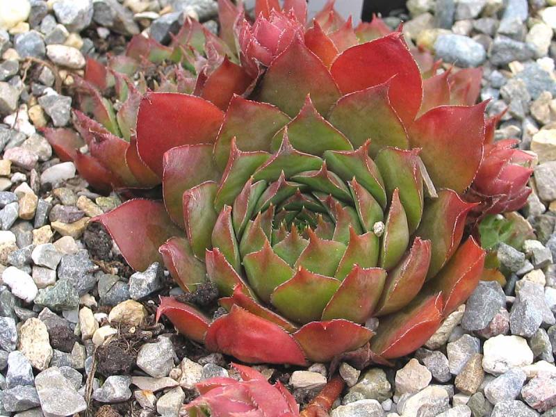 tectorum from Miralago