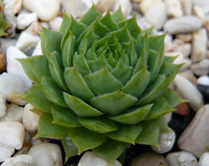 tectorum from Mont Blanc