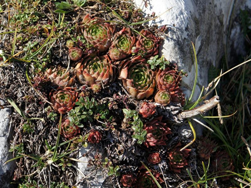 tectorum from Monte Baldo