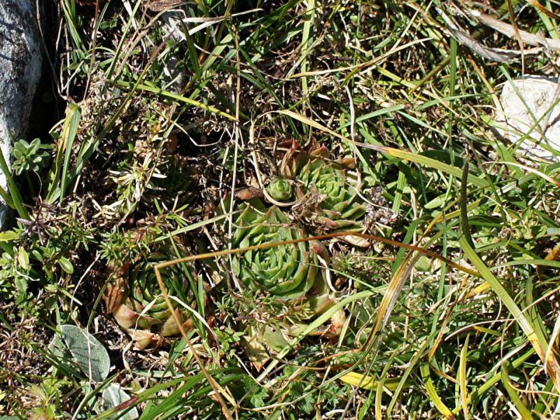 tectorum from Monte Baldo