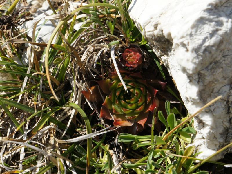 tectorum from Monte Baldo