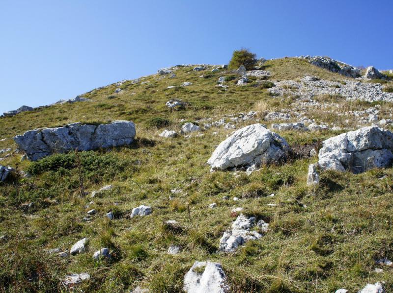tectorum from Monte Baldo