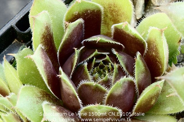 tectorum from Monte Le Vene