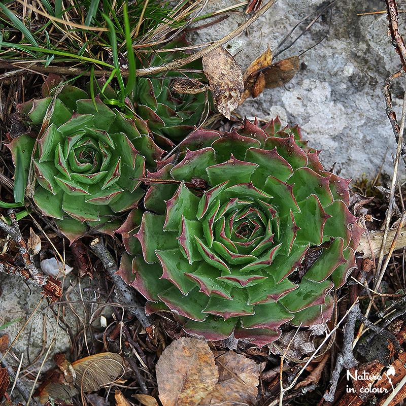 tectorum from Mount Javornik