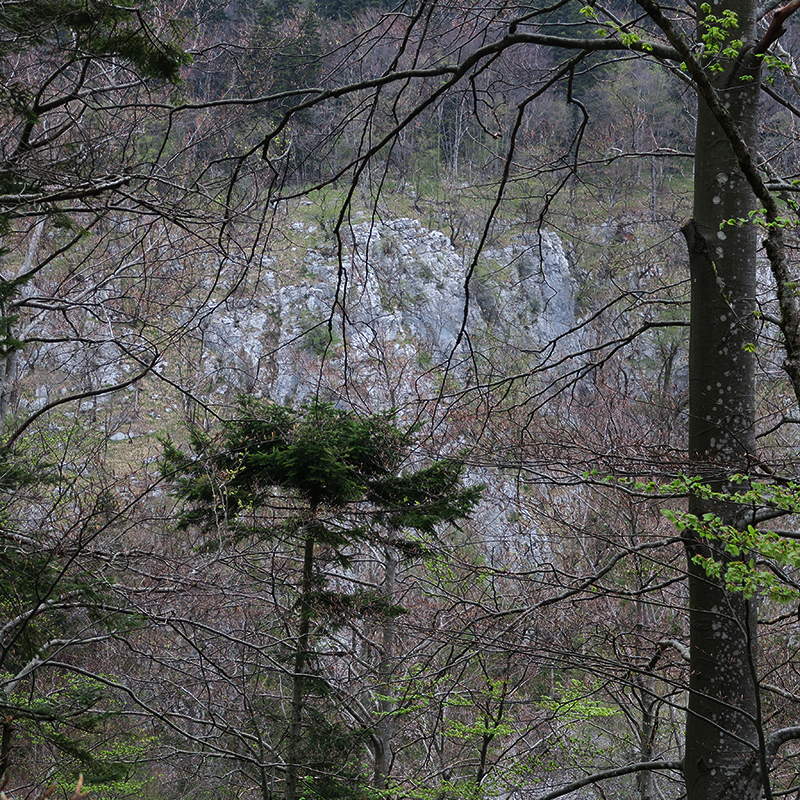 tectorum from Mount Javornik