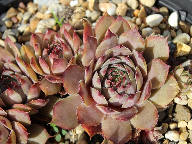 tectorum from Pic de Morgon