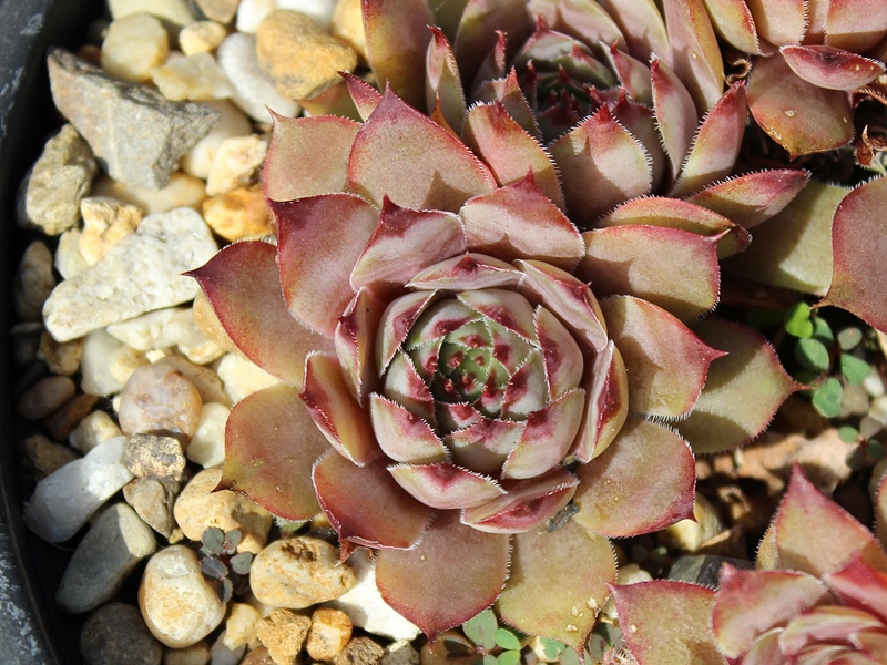 tectorum from Pic de Morgon