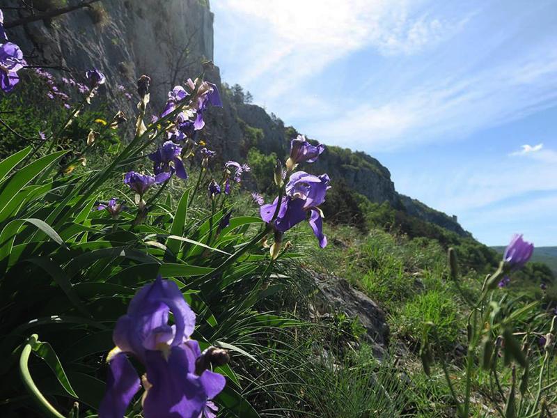 tectorum from Primorska
