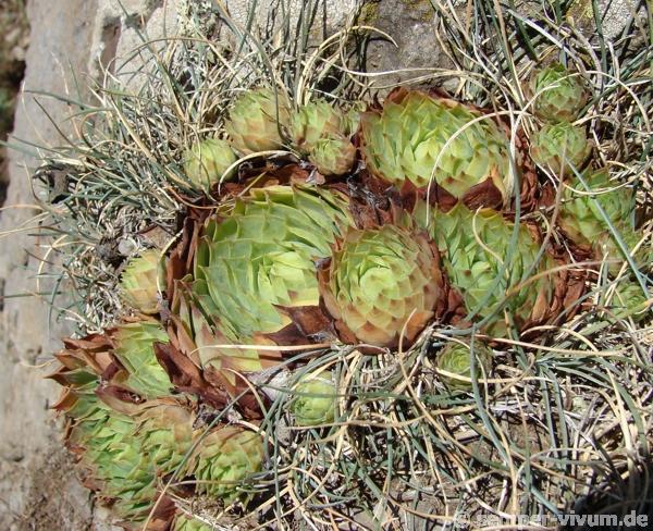 tectorum from Roche de Gourdon (Felswand)