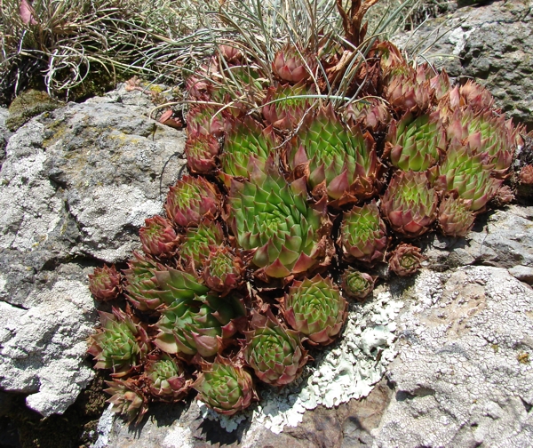 tectorum from Roche de Gourdon (Felswand)