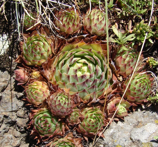 tectorum from Roche de Gourdon (Felswand)