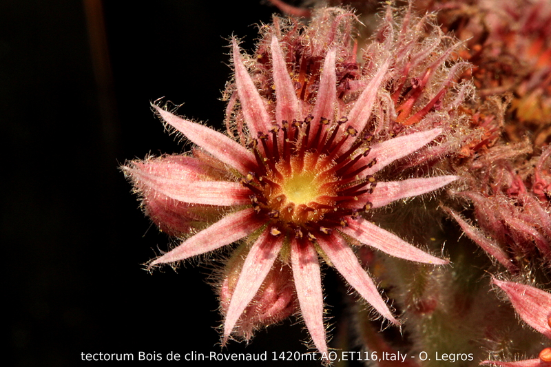 tectorum from Rovenaud